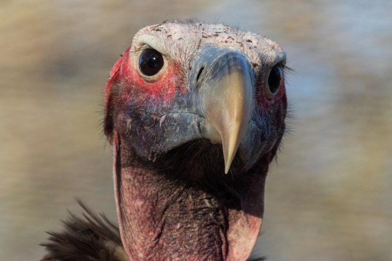 Olá, amigo! | Alamy Stock Photo by Zoonar/Matthieu Gallett