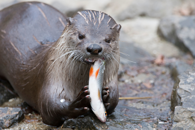 Lanchinho de lontra | Alamy Stock Photo by imageBROKER.com GmbH & Co. KG/Marcus Siebert