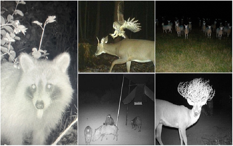 Fotos de animais selvagens tiradas por câmeras de trilha – Parte 2 | Reddit.com/ME_CPA & DropBear360 & Imgur.com/mc810Dw & multijanus & Alamy Stock Photo by mrbirkett/Stockimo