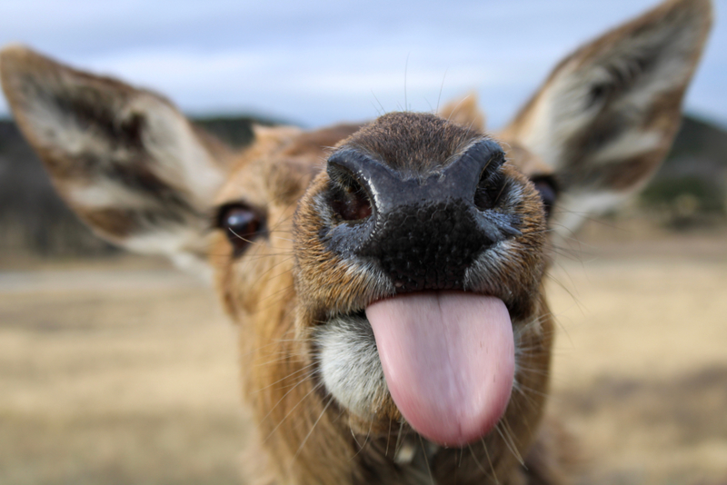 Linguarudo | Marianna Palacios/Shutterstock