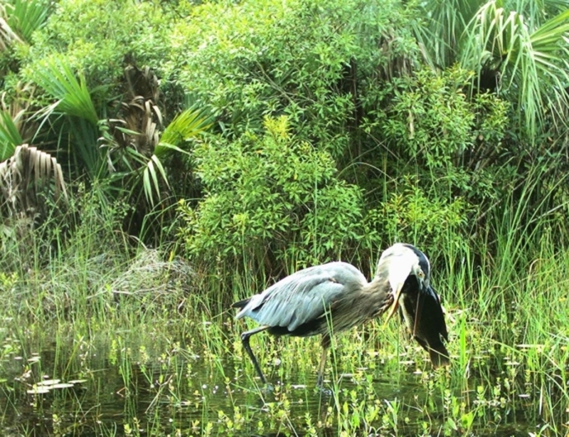 Bico de pássaro | Flickr Photo by Florida Fish and Wildlife