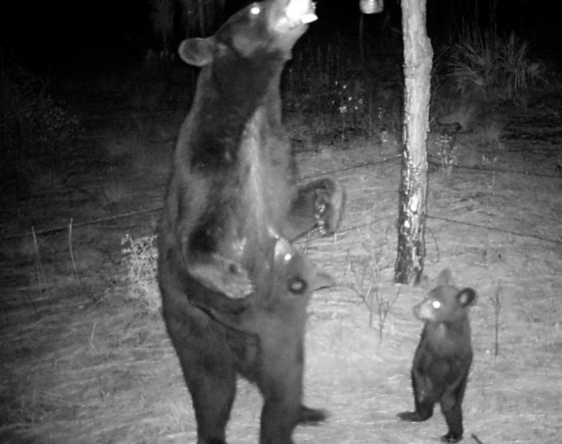 Mamãe urso com filhotes | Flickr Photo by FWC Fish and Wildlife Research Institute