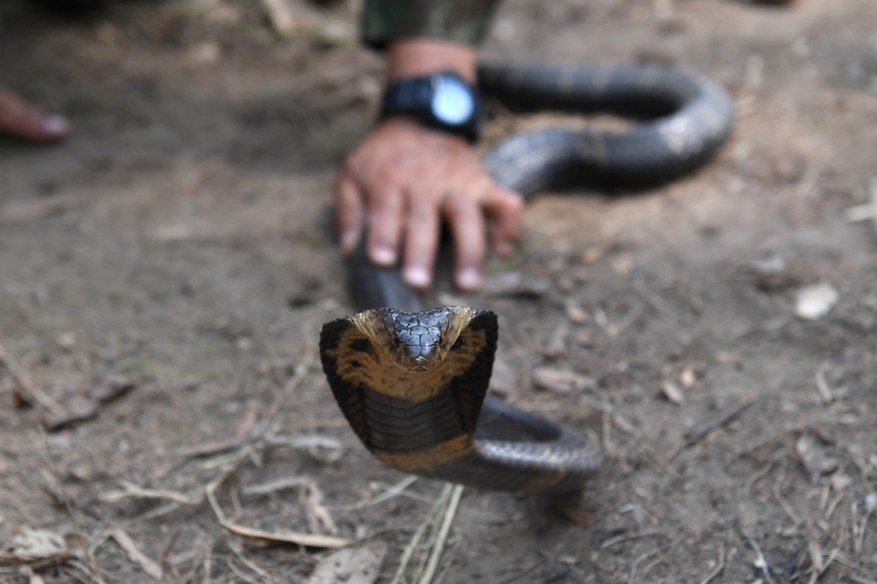 A True Pest Emergency | Getty Images Photo by LILLIAN SUWANRUMPHA/AFP via Getty Images