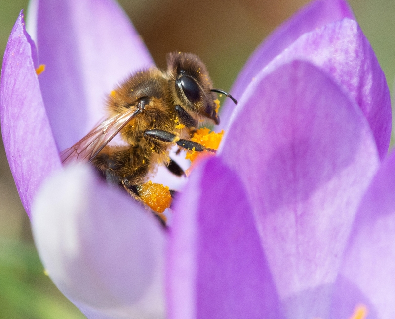 Save the Bees! | Alamy Stock Photo