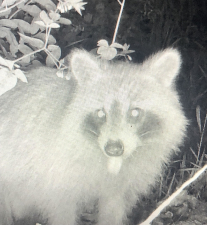 Waschbär Selfie | Reddit.com/ME_CPA