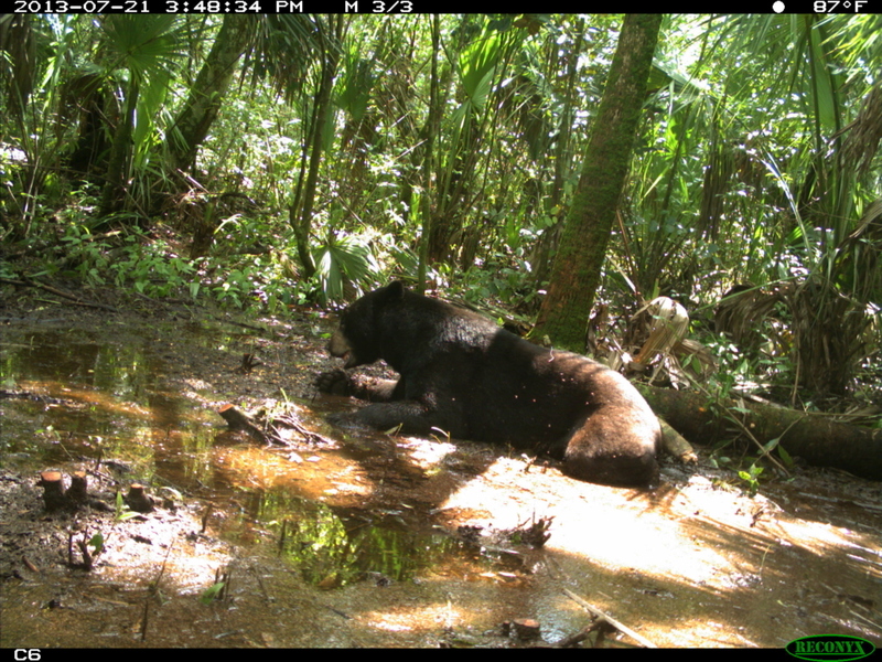 Bär mit vollem Mund | Flickr Photo by Florida Fish and Wildlife