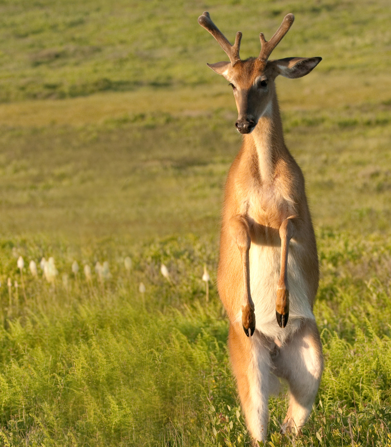 Stehendes Reh | PhotosbyAndy/Shutterstock