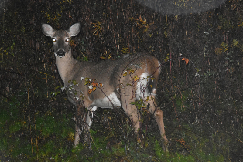 Glühwürmchenbock | Getty Images Photo by WenLaf