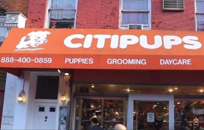 Love Was in the Air, and So Was Puppy Love | Instagram/@citipupsnyc