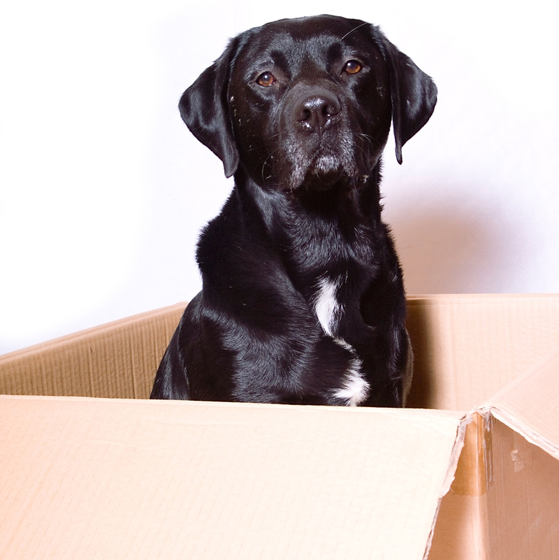 Dieser Labrador hilft seinem Besitzer beim Lecken von Briefmarken | Alamy Stock Photo