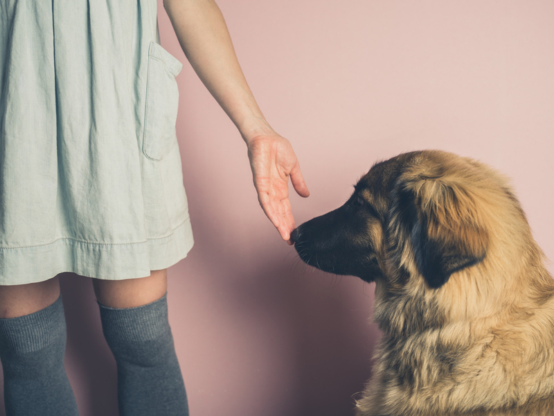 Viele Hunde können sogar verschiedene Krebsarten mit überraschend hoher Genauigkeit erkennen | Shutterstock