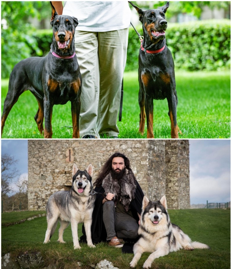 Zwei Dobermänner und zwei Nothern Inuits halfen beim Dreh eines aktuellen Star-Wars-Films | Alamy Stock Photo