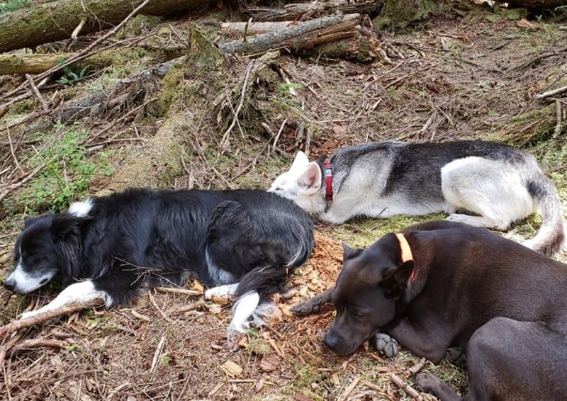 Hungrig und ganz allein | Facebook/@AnnettesDoggieDaycare