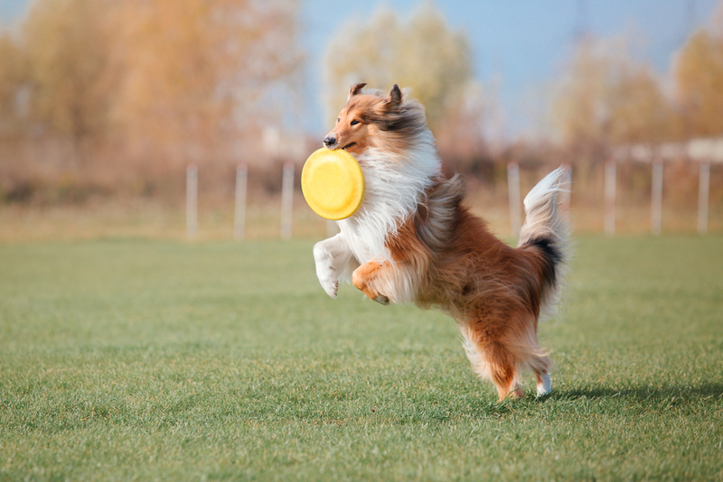 Collie | Shutterstock