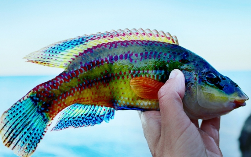 „Caught Off Christmas Island“ | Maximillian cabinet/Shutterstock