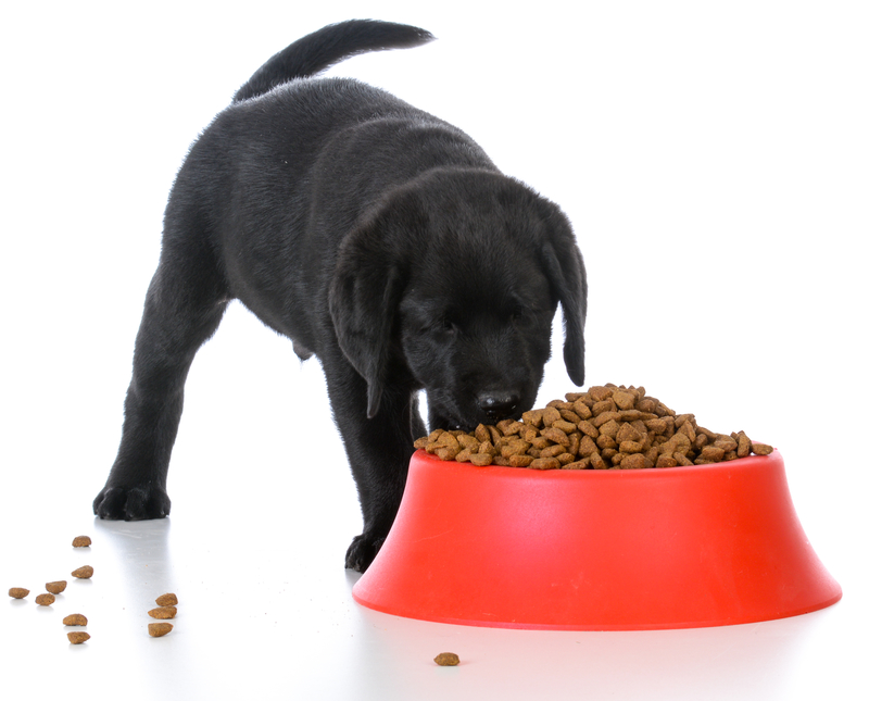 Puppy Tummy | Shutterstock