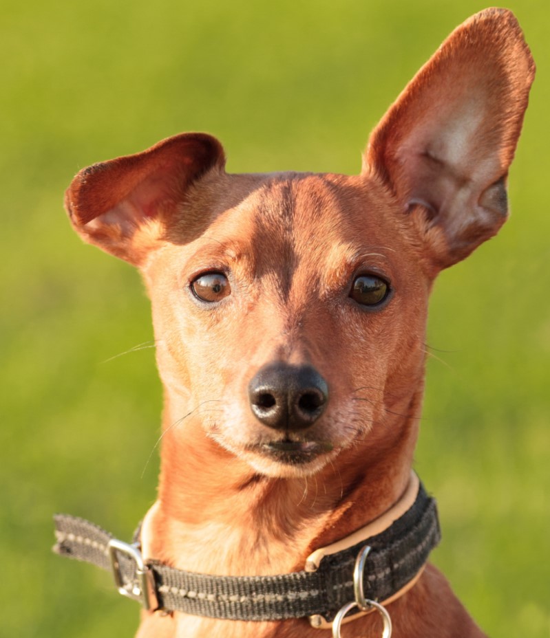 Ears Say It All | Getty Images Photo by Samuli Vainionpää