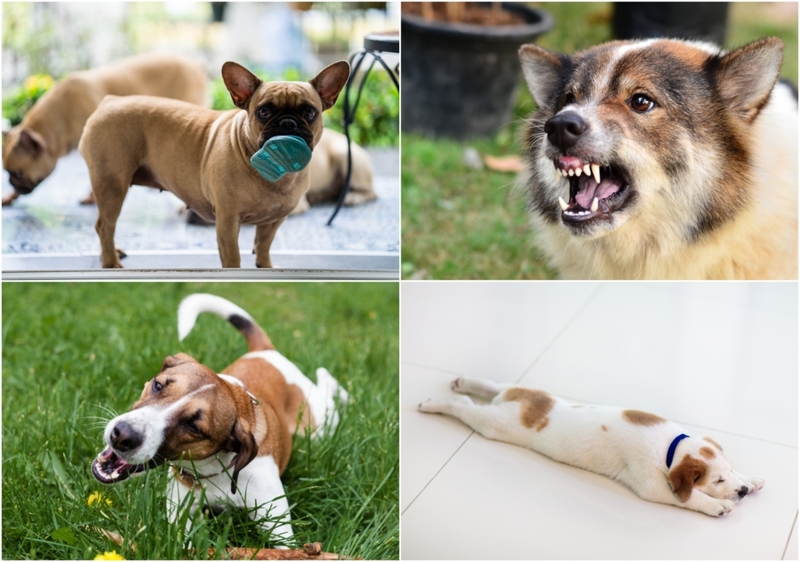 The Hidden Meaning Behind Your Dog’s Behaviors Part 2 | Shutterstock