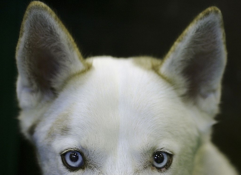 Eye Movements | Getty Images Photo by Christopher Furlong