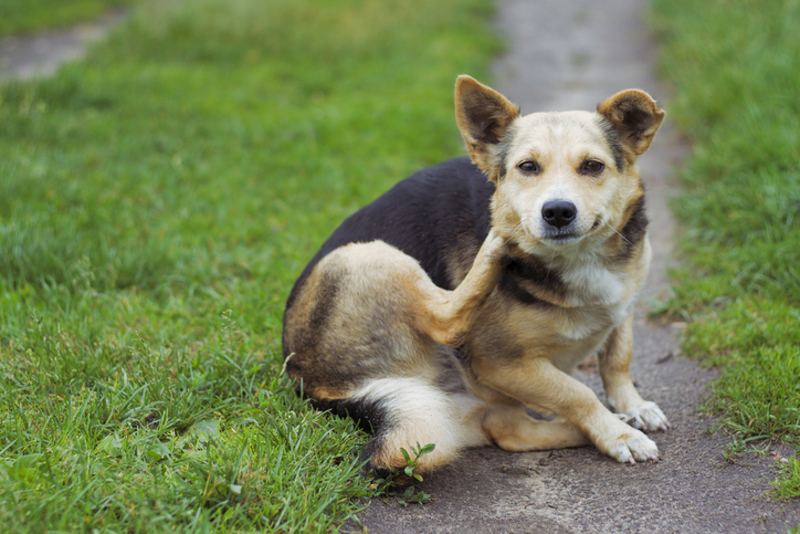 Compulsive Itching | Getty Images Photo by magdasmith