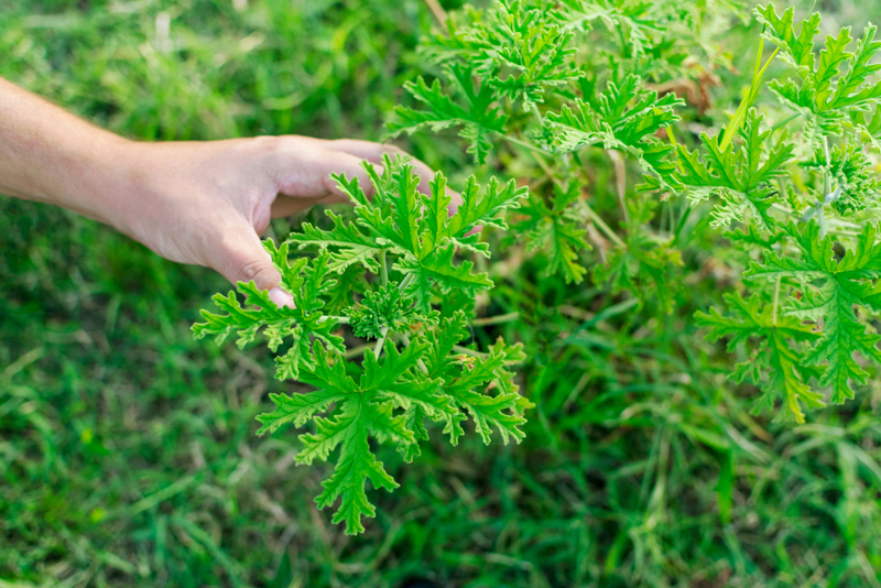 Nature's Mosquito Repellent | Shutterstock