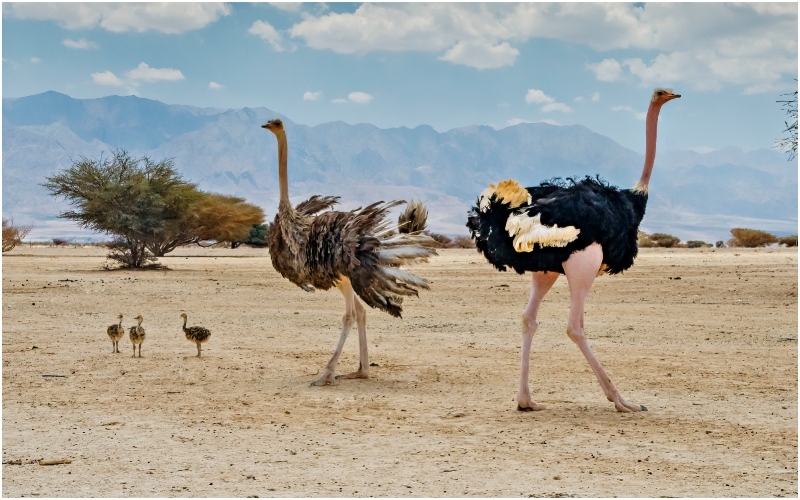 The Largest Bird in the World | Shutterstock