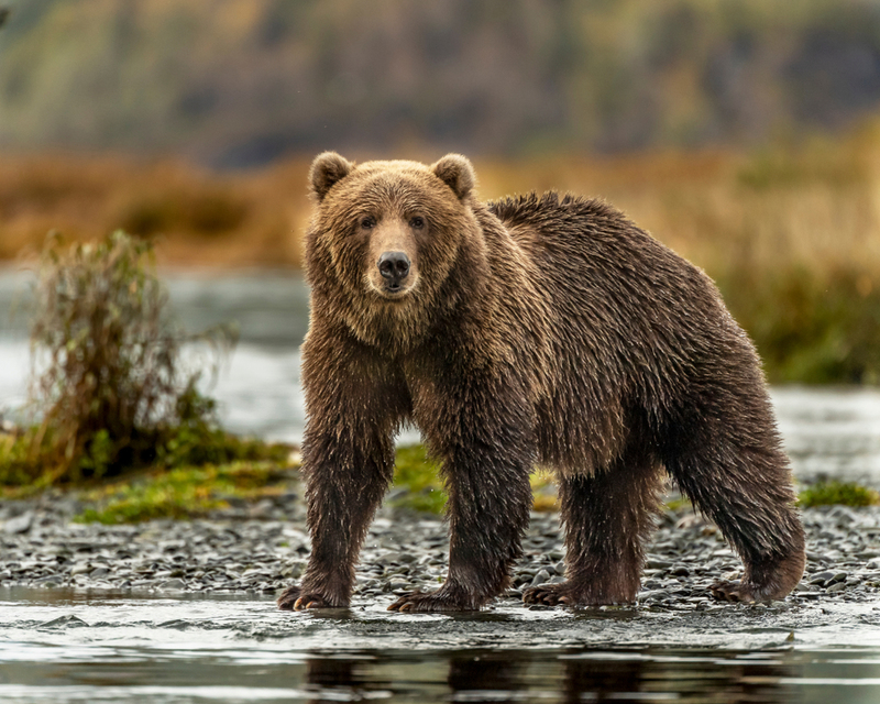 Largest Land Carnivore | Shutterstock