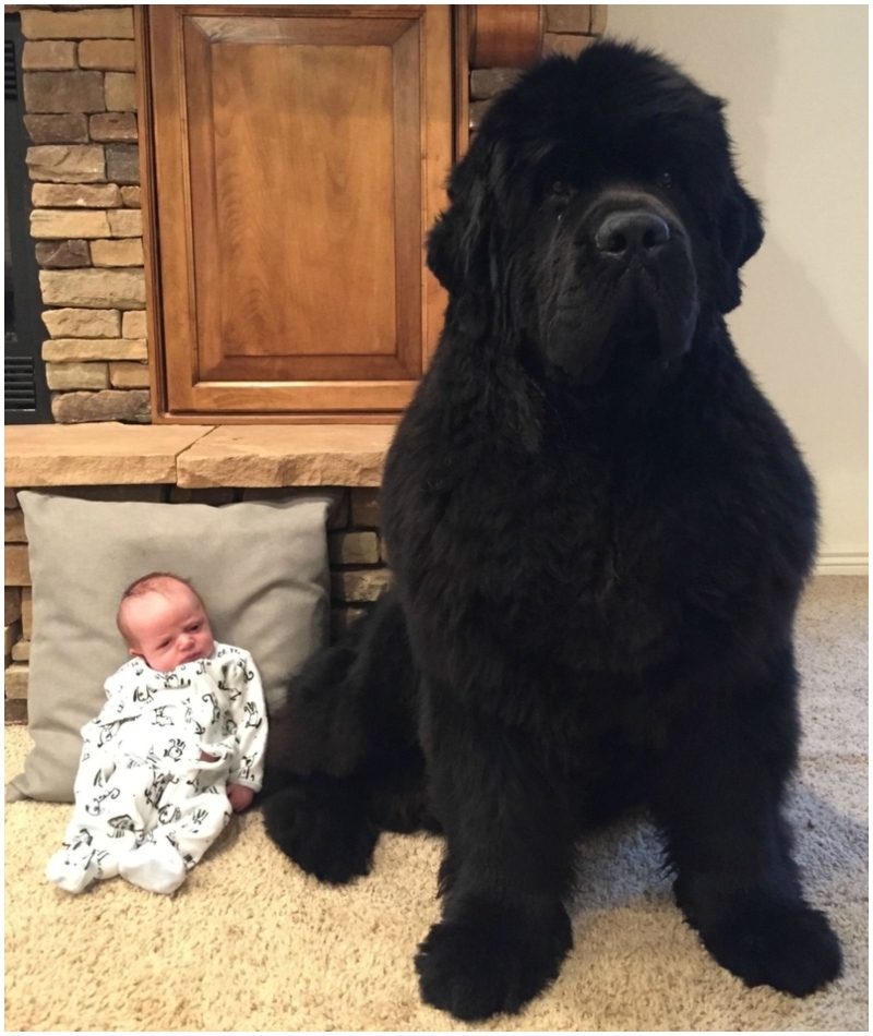 Big Boy and Baby Boy | Imgur.com/qpP1piR