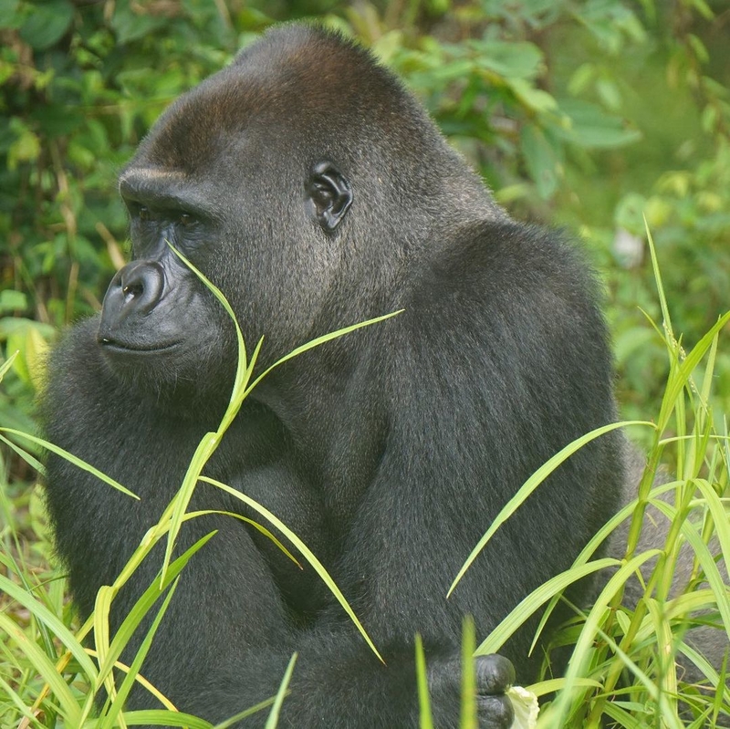 Shy Gorillas | Instagram/@damian_aspinall