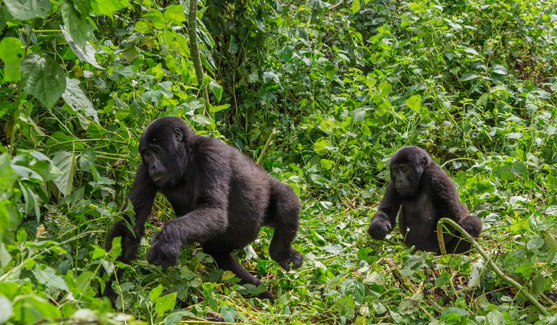 Forest Habitat | Alamy Stock Photo