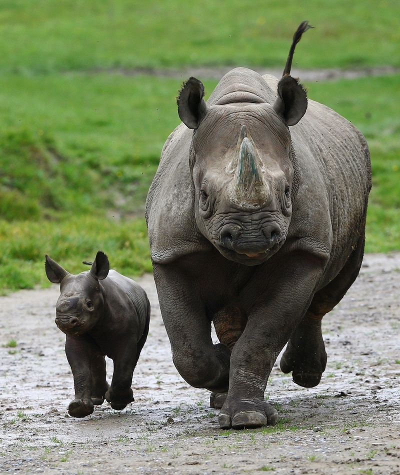 A Lineage of Animal Protection | Alamy Stock Photo