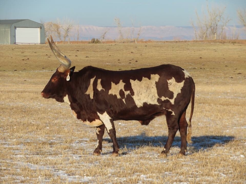 El increíble toro transparente | Imgur.com/eblTJcl