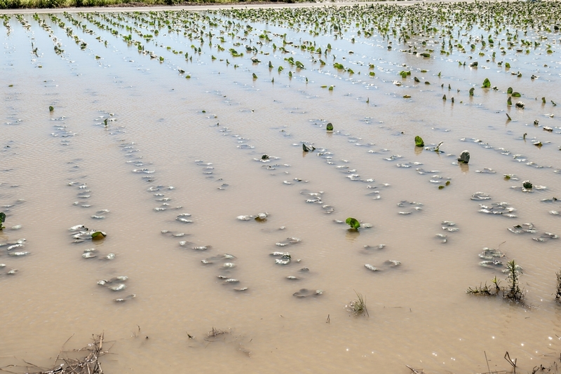 Kosuga’s Farm Was Pictured in the News | Shutterstock