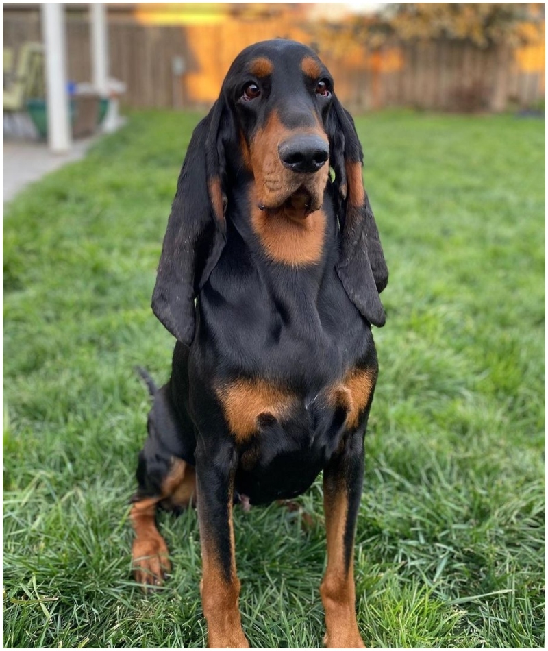 El perro con las orejas más largas | Instagram/@toodaloo.coonhounds