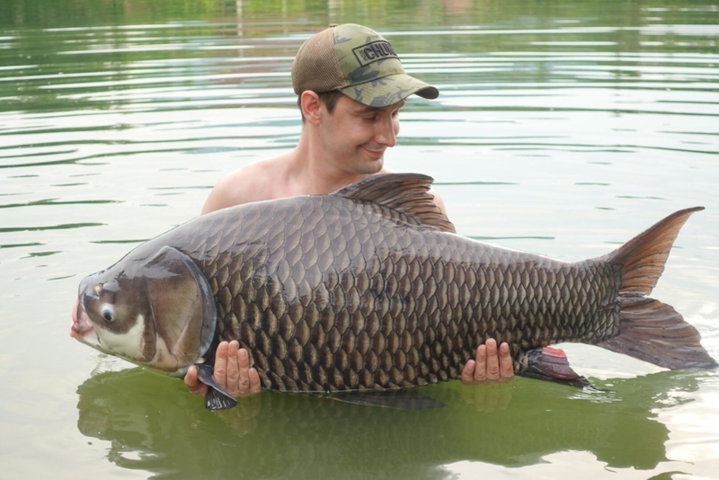 Esta carpa siamesa de 100 kg. es real | Alamy Stock Photo