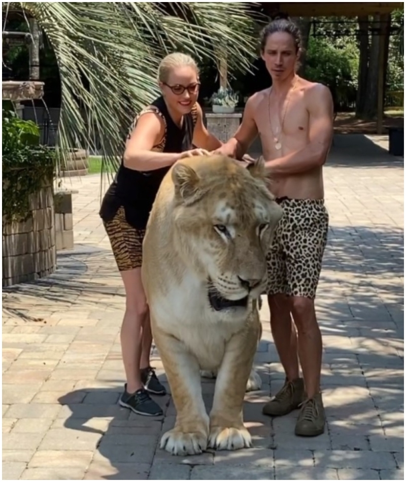 Este ligre de 420 kg. es el felino vivo más grande del mundo | Instagram/@mokshabybee_tigers