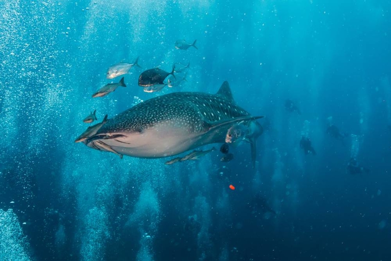 Un manso caballero | Shutterstock