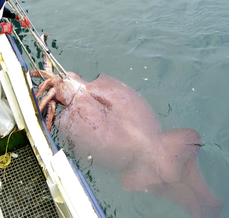 Un extraño calamar gigante | Getty Images Photo by Ministry of Fisheries