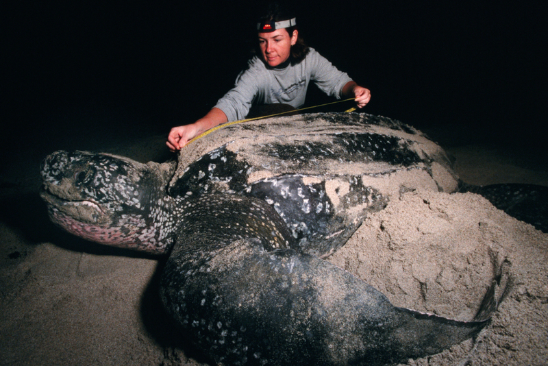 La tortuga laúd | Alamy Stock Photo