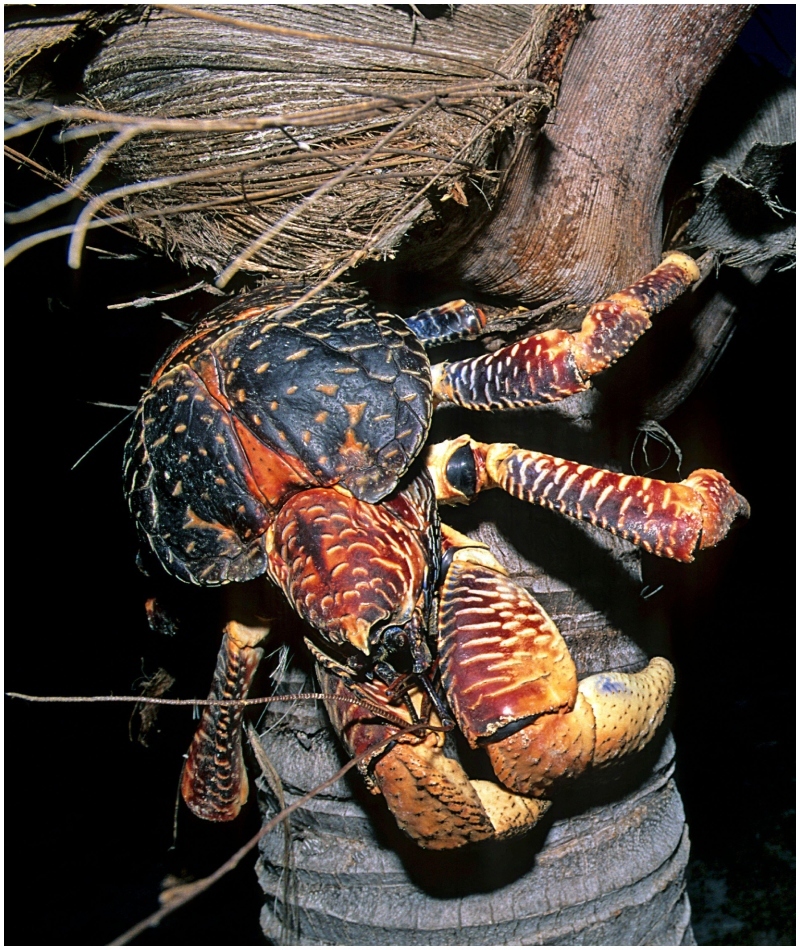 El cangrejo cocotero de un metro de largo | Alamy Stock Photo