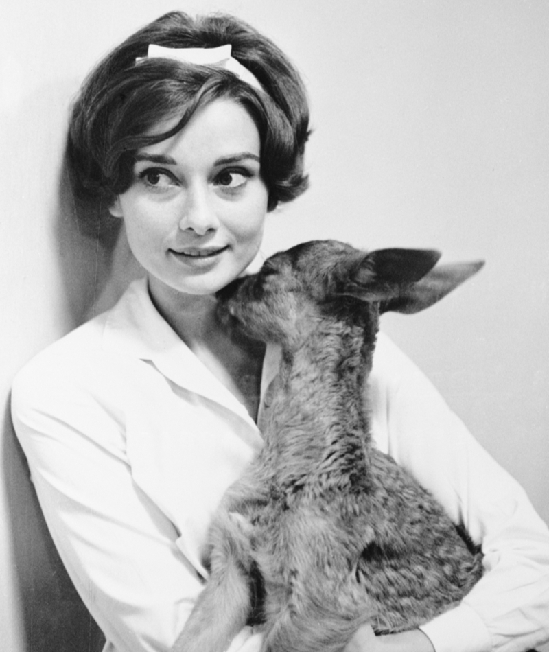 Die Mutter von... Bambi? Miss Audrey Hepburn beim Einkaufen mit ihrem Reh, 1958 | Getty Images Photo by Bettmann