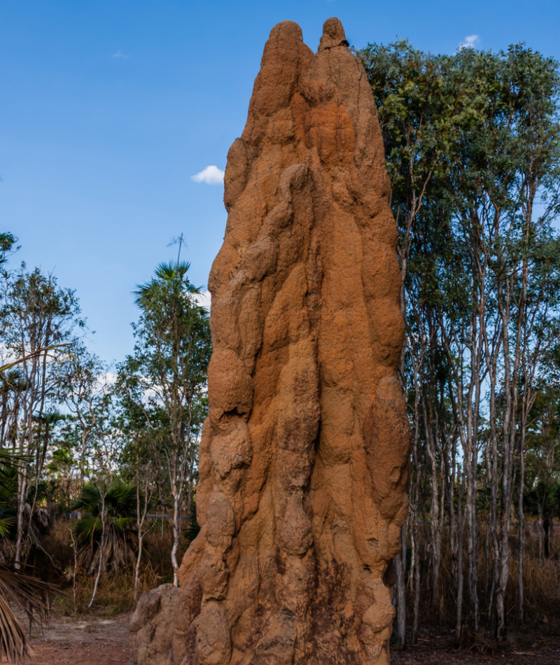 Cupinzeiros | Getty Images Photo by vdvornyk