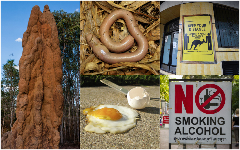 O Que Será Que Acontece Por Lá? Mais Coisas Que Você Só Consegue Ver Na Austrália | Getty Images Photo by vdvornyk & Fabian von Poser & James D. Morgan & Lori Greig & kb79