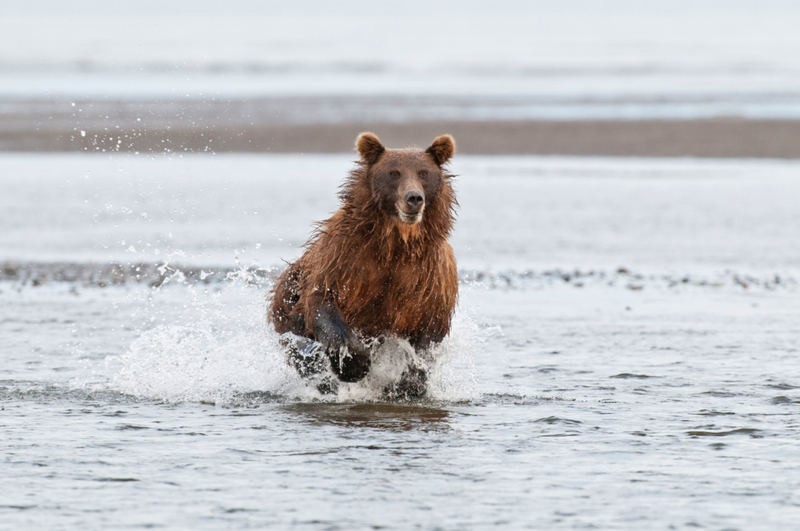 Instintos maternales | Alamy Stock Photo