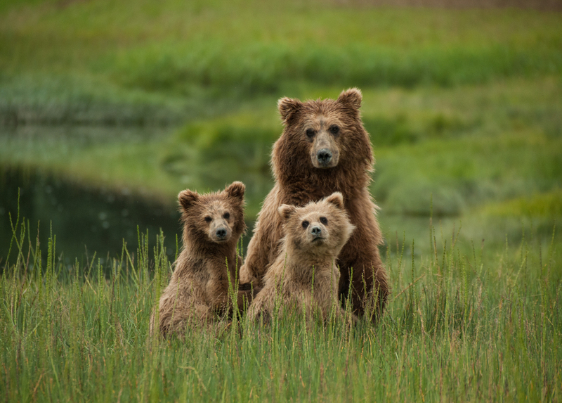 La increíble historia de una mamá osa obligada a dejar que sus cachorros se ahoguen | Shutterstock