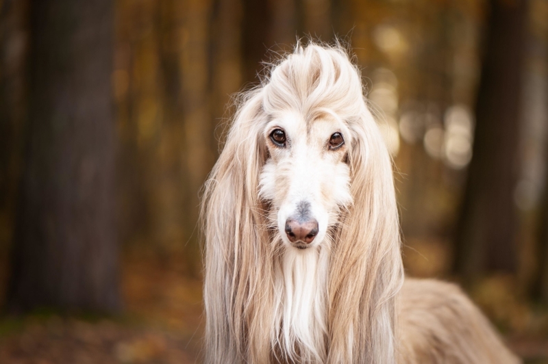 Sabueso afgano | Alamy Stock Photo