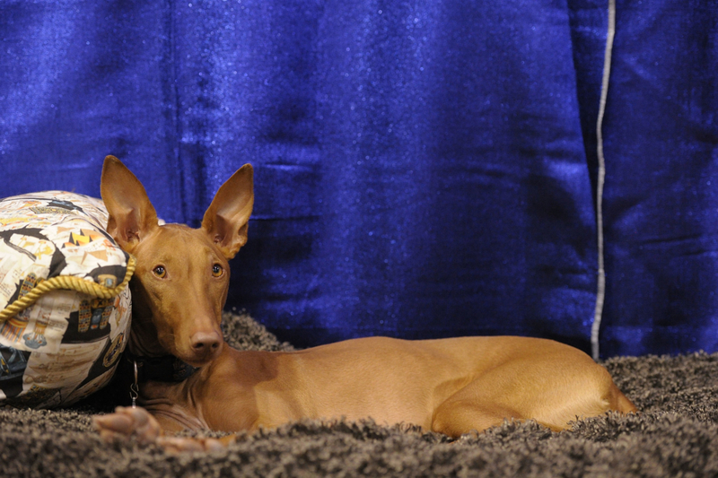 Perro del faraón | Getty Images (Photo by Michael Loccisano