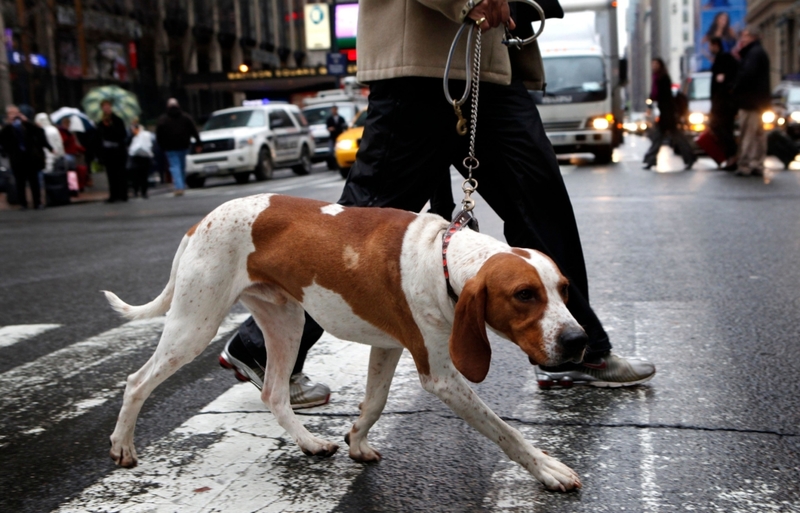 Coonhound inglés | Alamy Stock Photo