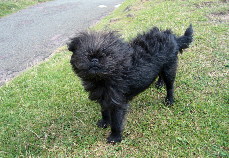 Affenpinscher | Alamy Stock Photo