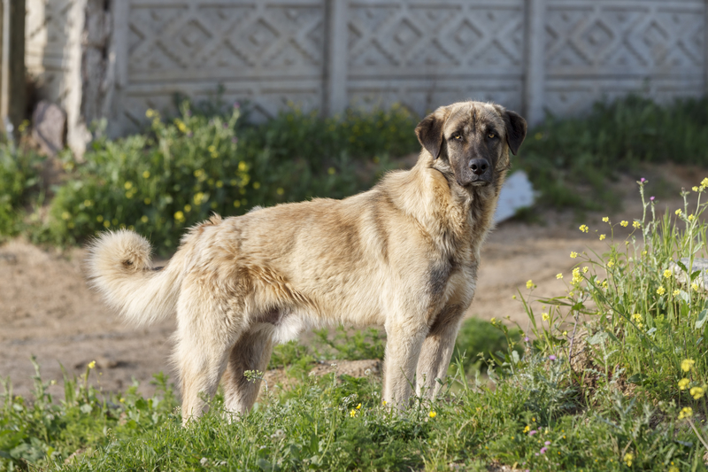 Pastor de Anatolia | Shutterstock